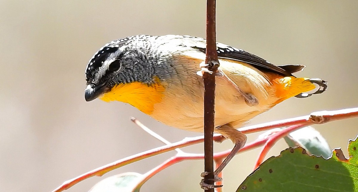 Spotted Pardalote - ML642689631