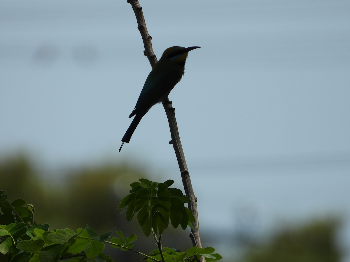 Rainbow Bee-eater - ML642689634
