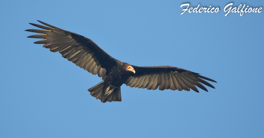 Lesser Yellow-headed Vulture - ML642689635