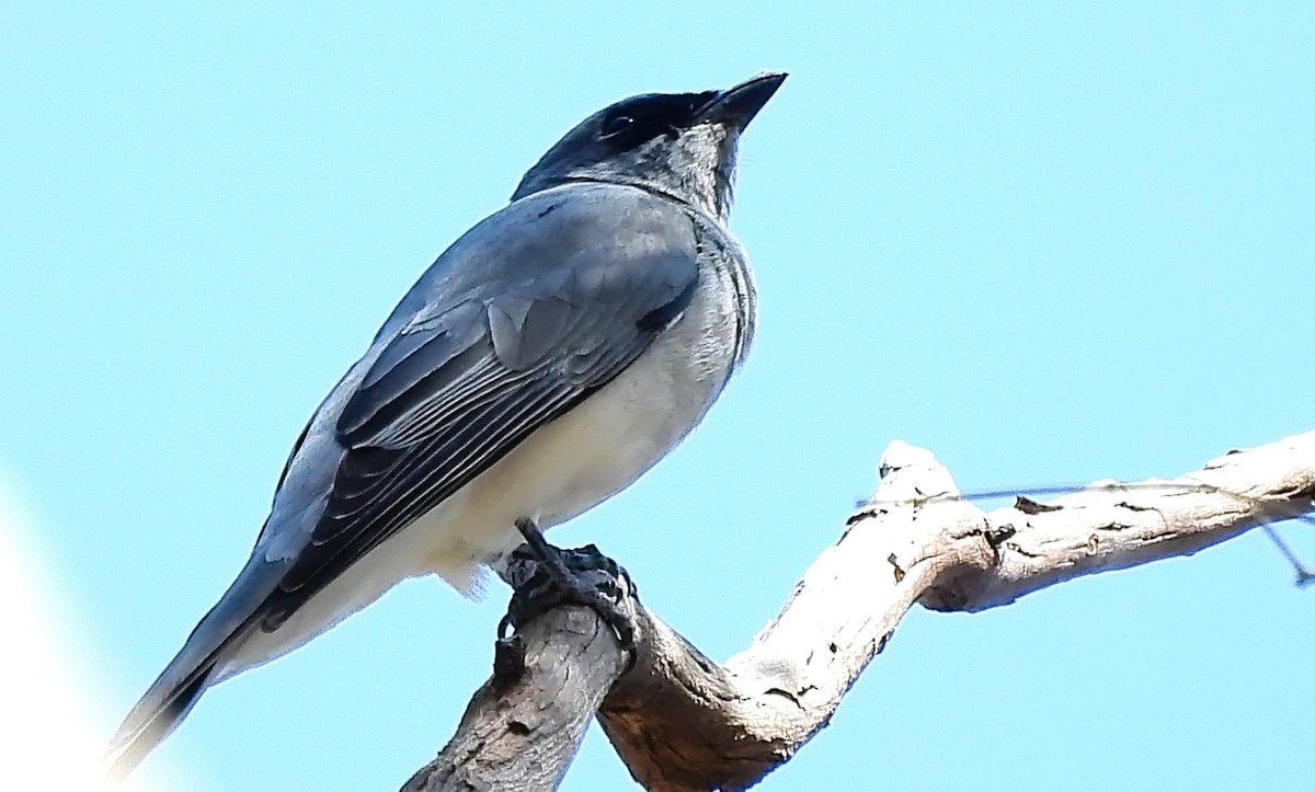 White-bellied Cuckooshrike - ML642689637
