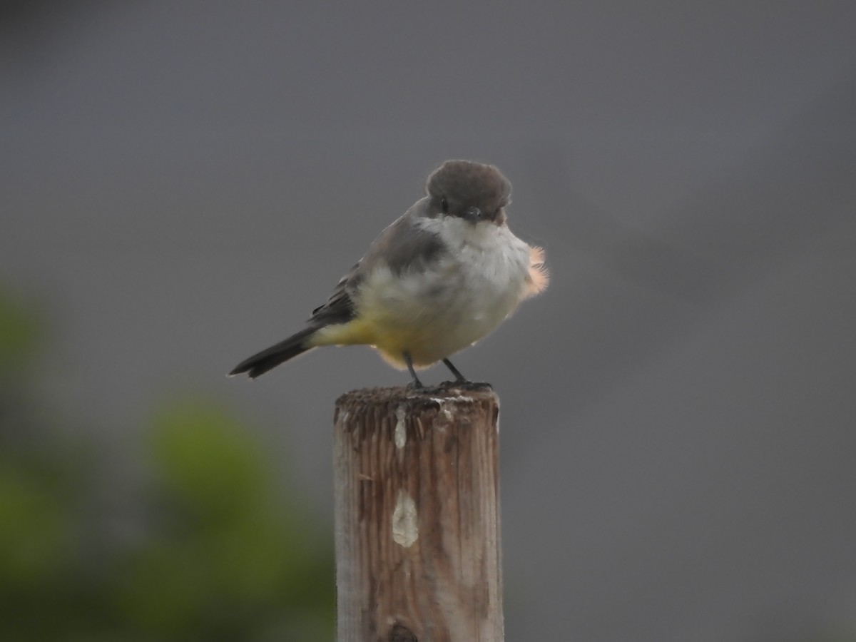 Vermilion Flycatcher - ML642689638