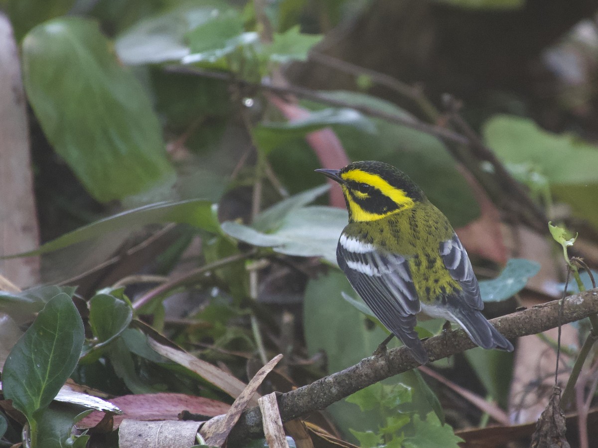 Townsend's Warbler - ML642689640