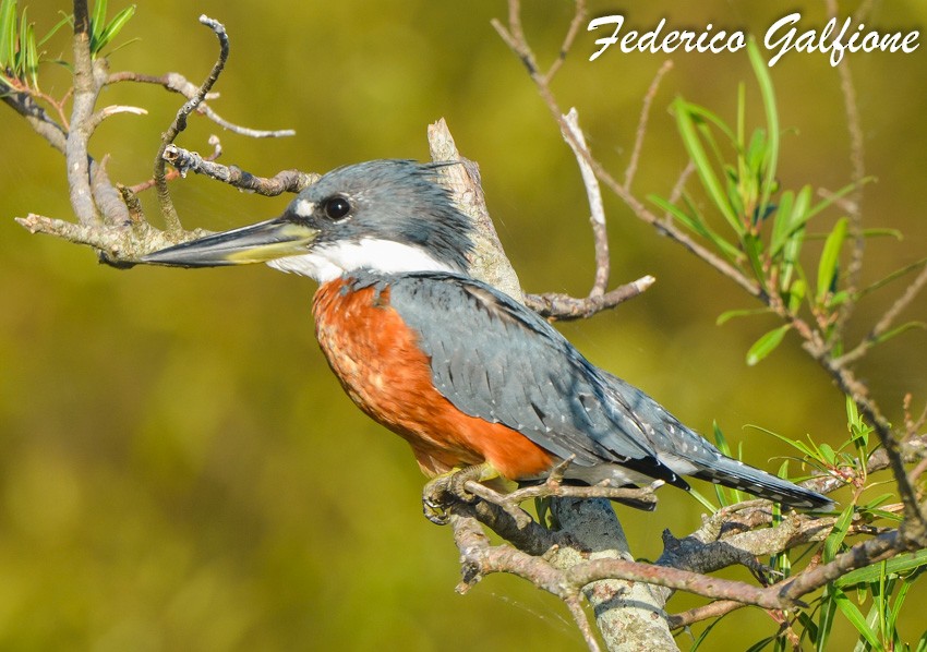 Ringed Kingfisher - ML642689642