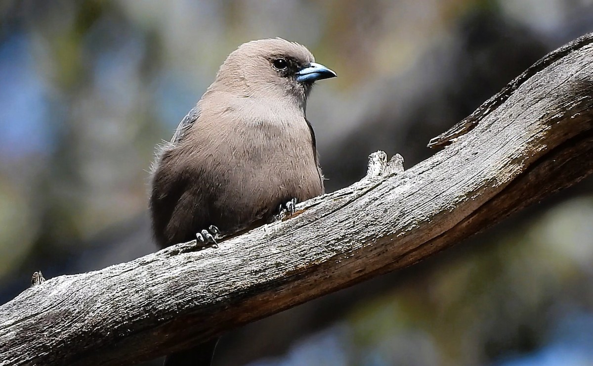 Dusky Woodswallow - ML642689643