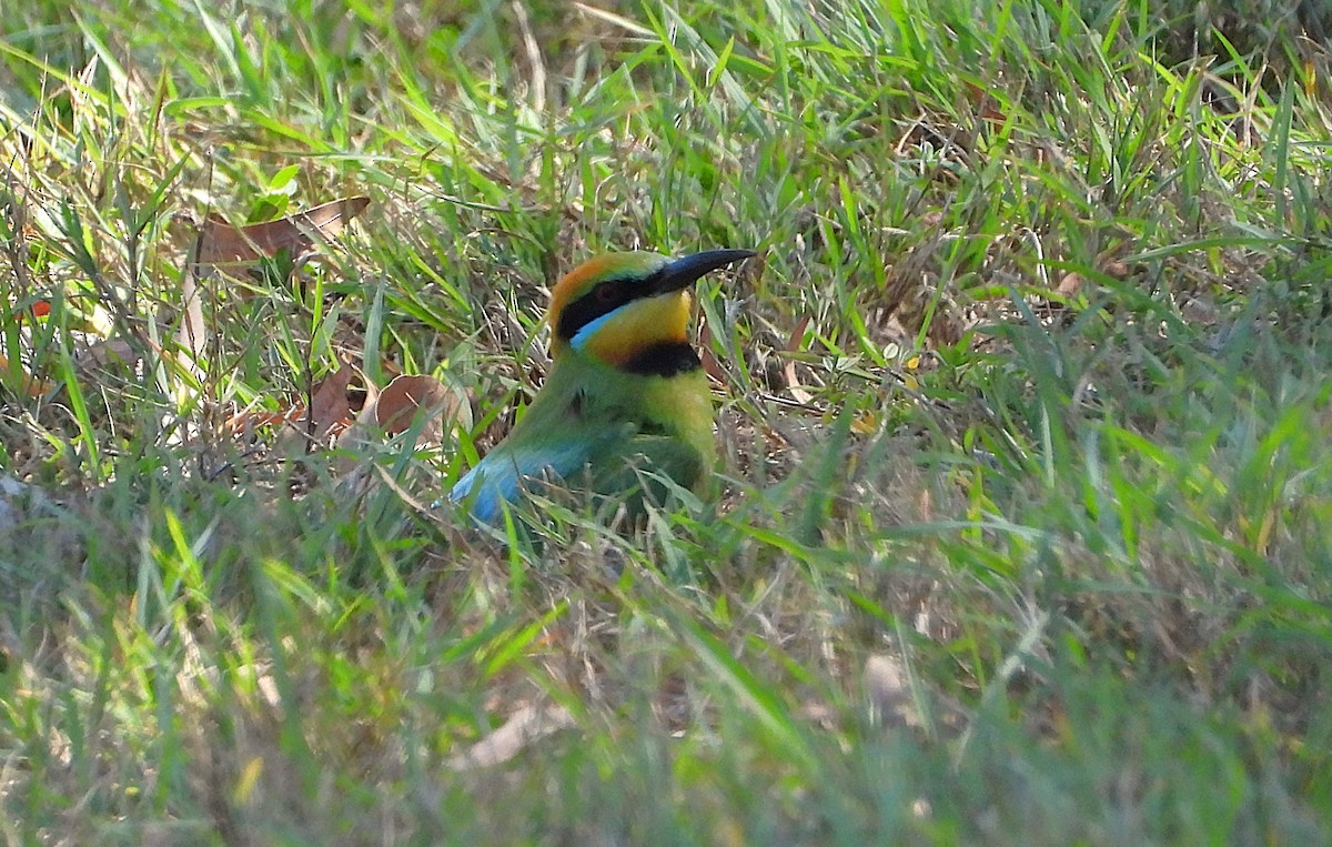 Rainbow Bee-eater - ML642689646