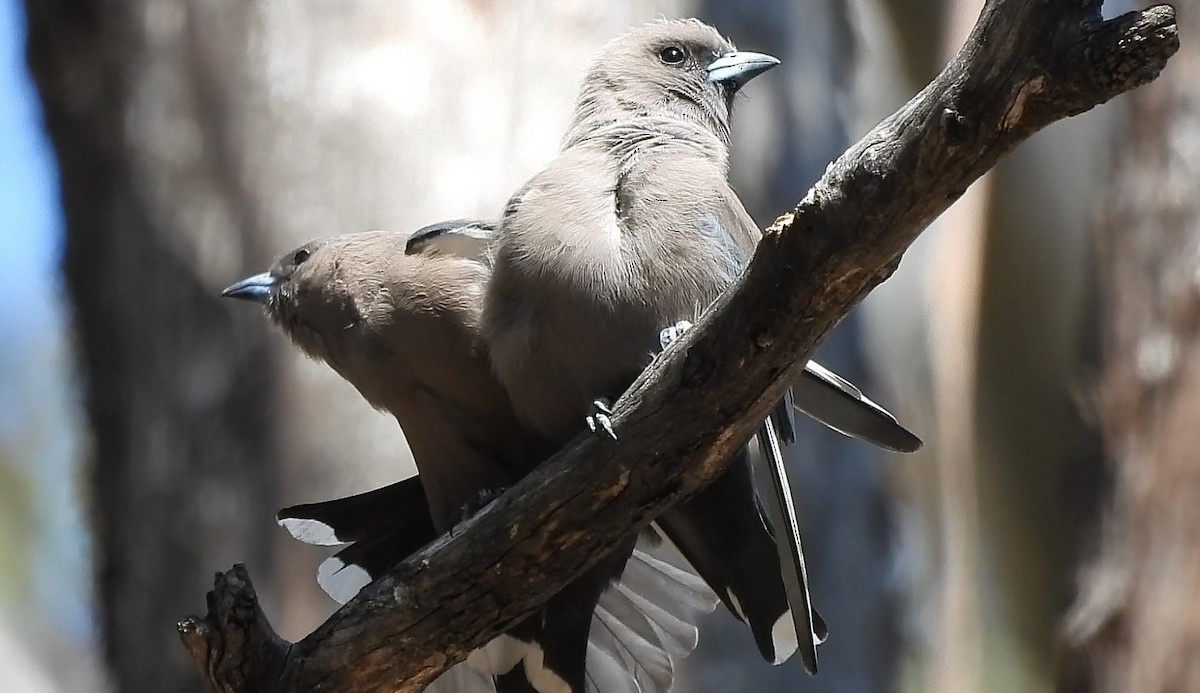 Dusky Woodswallow - ML642689648