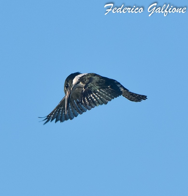 Amazon Kingfisher - ML642689650
