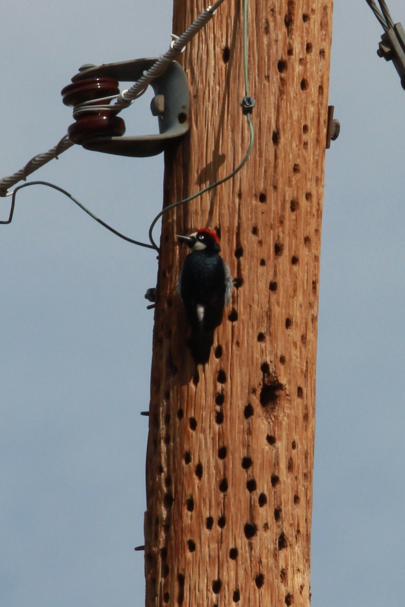 Acorn Woodpecker - ML642689662