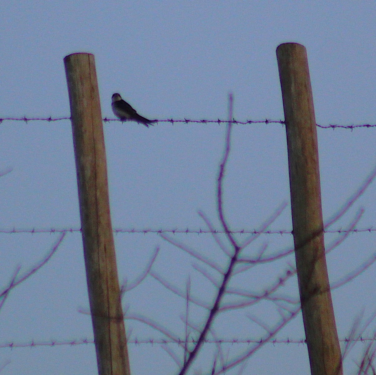 White-rumped Swallow - ML642689671