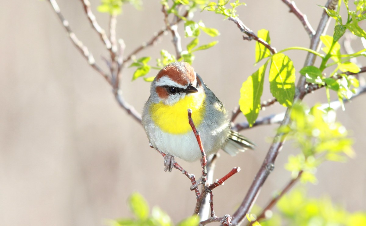 Rufous-capped Warbler - ML642689672