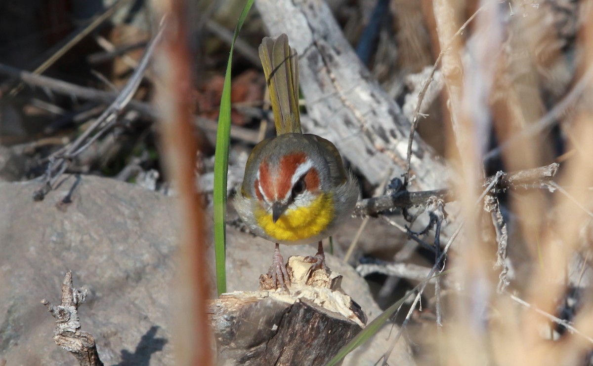 Rufous-capped Warbler - ML642689674