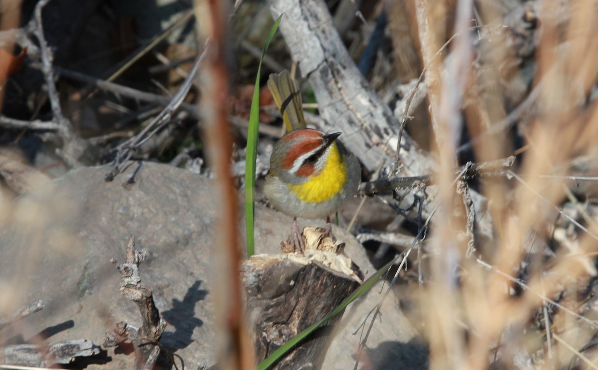 Rufous-capped Warbler - ML642689676