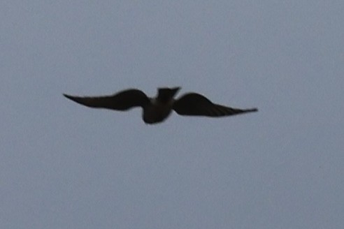 Merlin - ML642689680