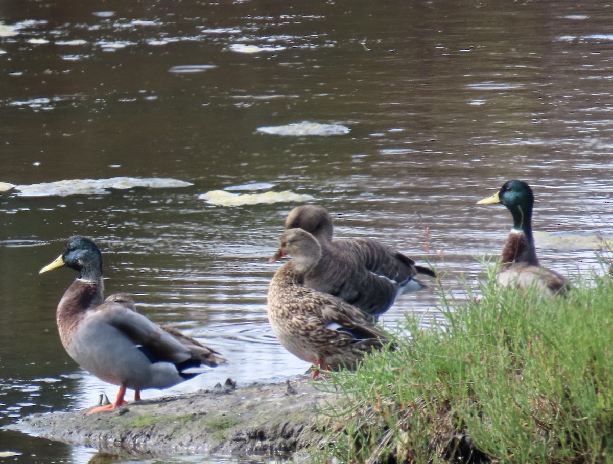 Stockente - ML642689682