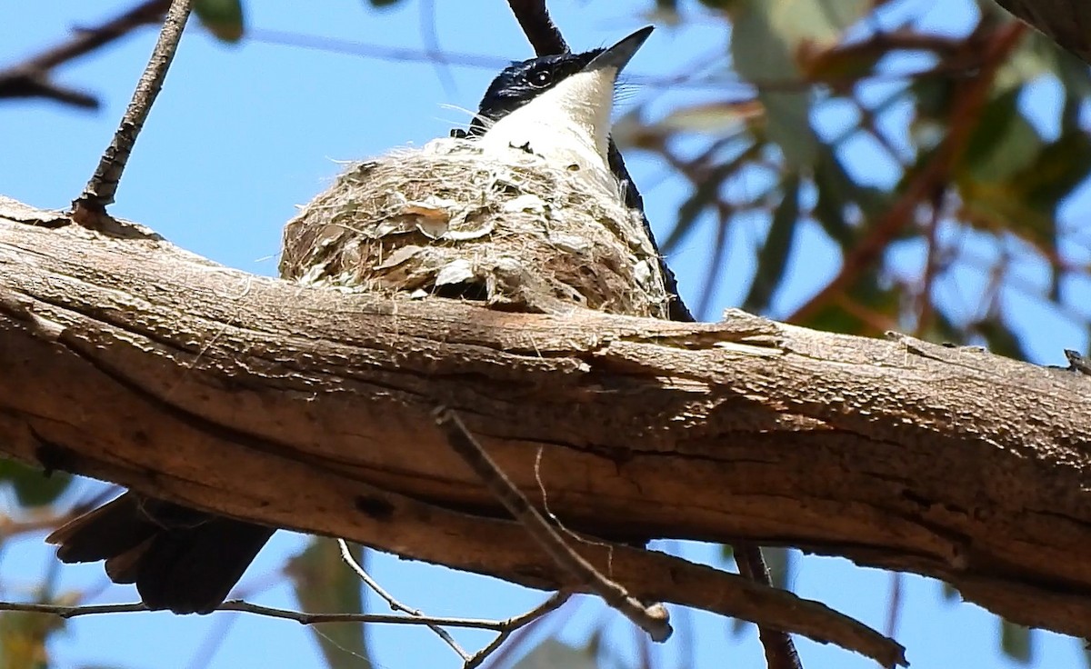 Restless Flycatcher - ML642689692