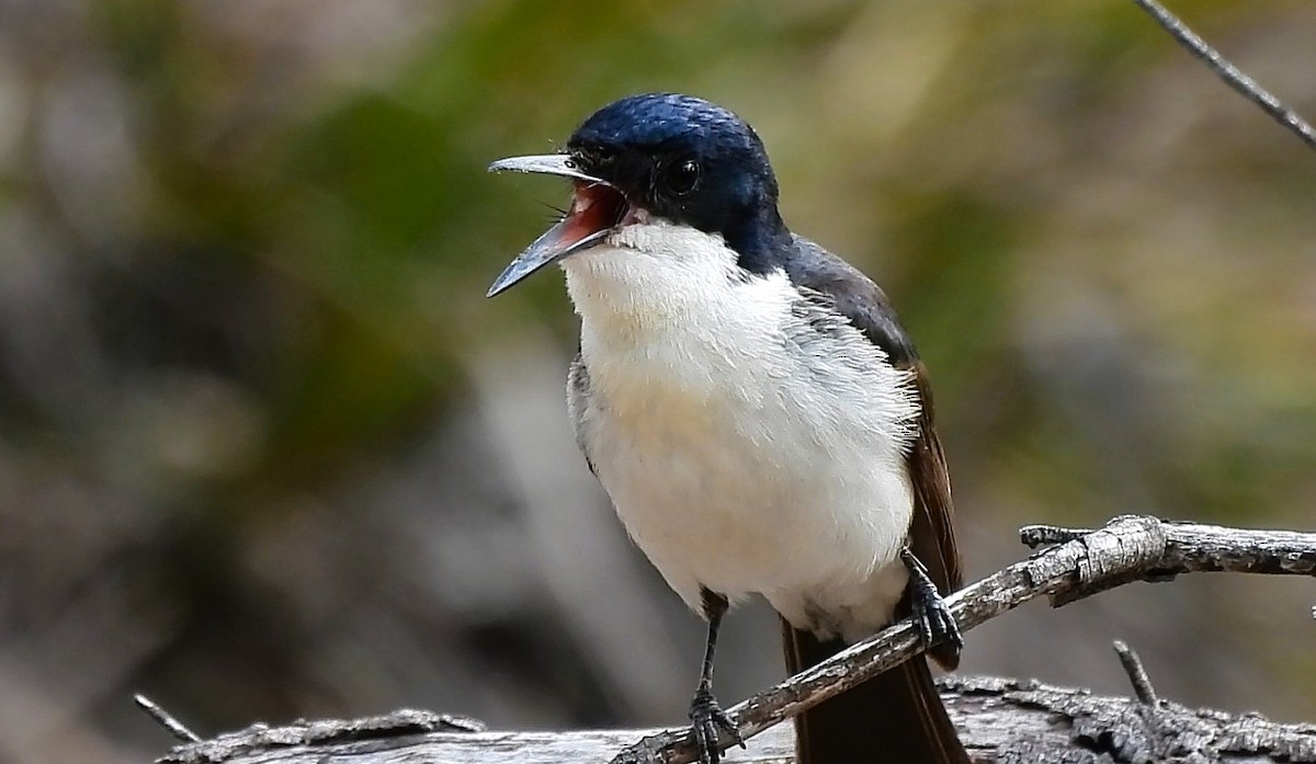Restless Flycatcher - ML642689697