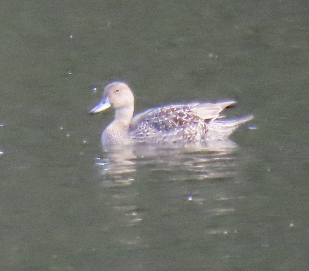 Northern Pintail - ML642689701