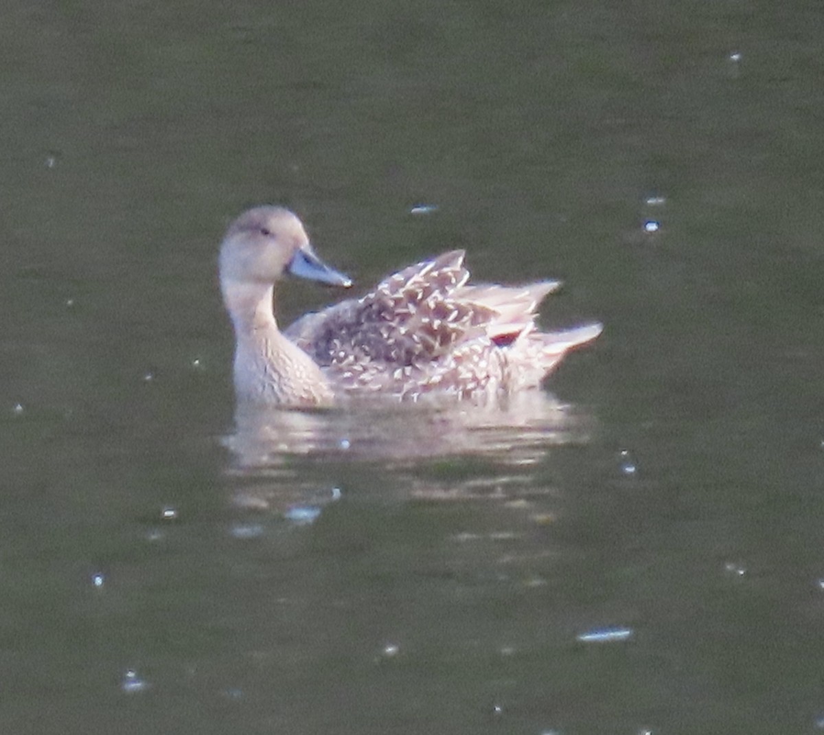 Northern Pintail - ML642689702