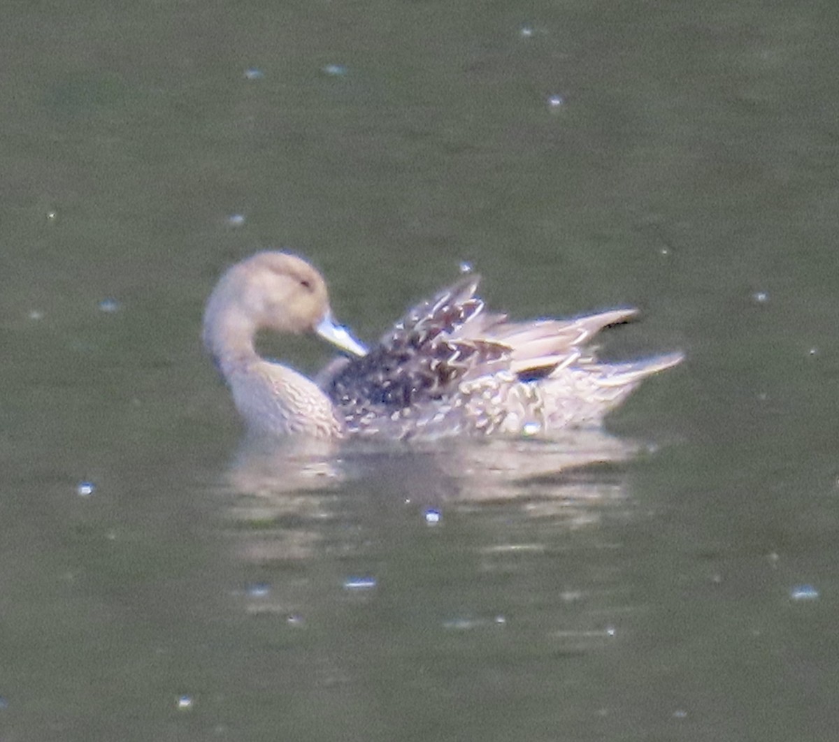 Northern Pintail - ML642689703