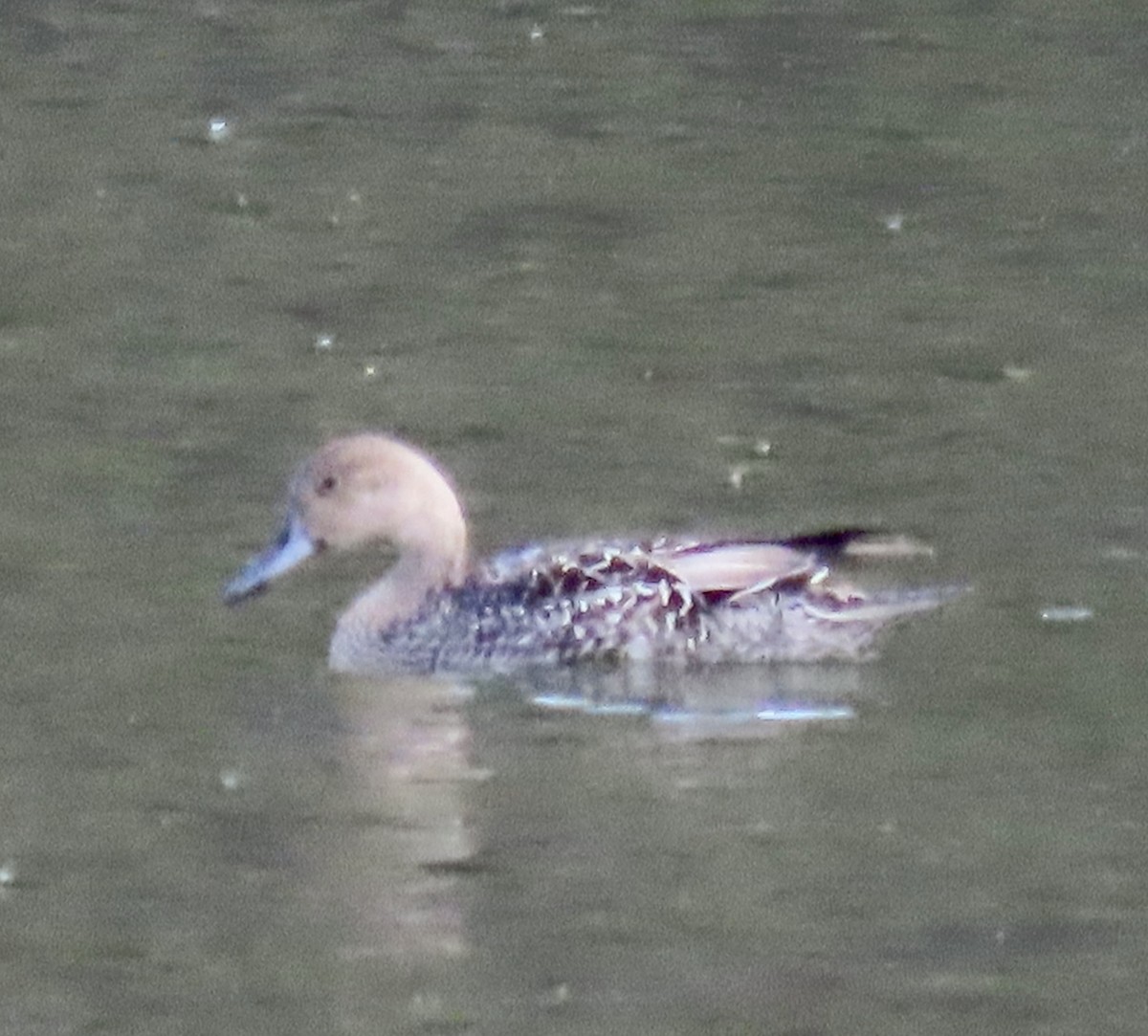 Northern Pintail - ML642689704
