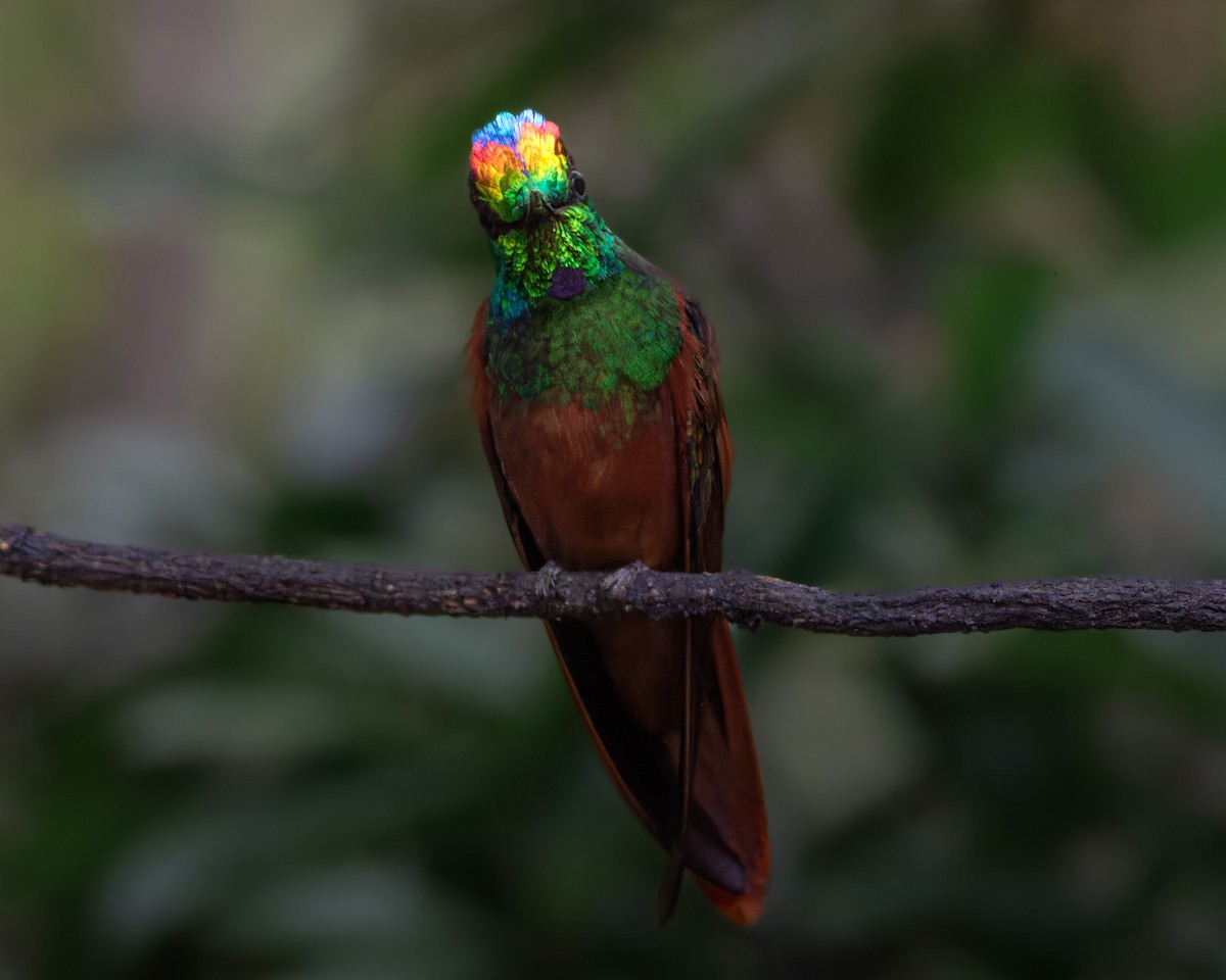 Rainbow Starfrontlet - ML642689707