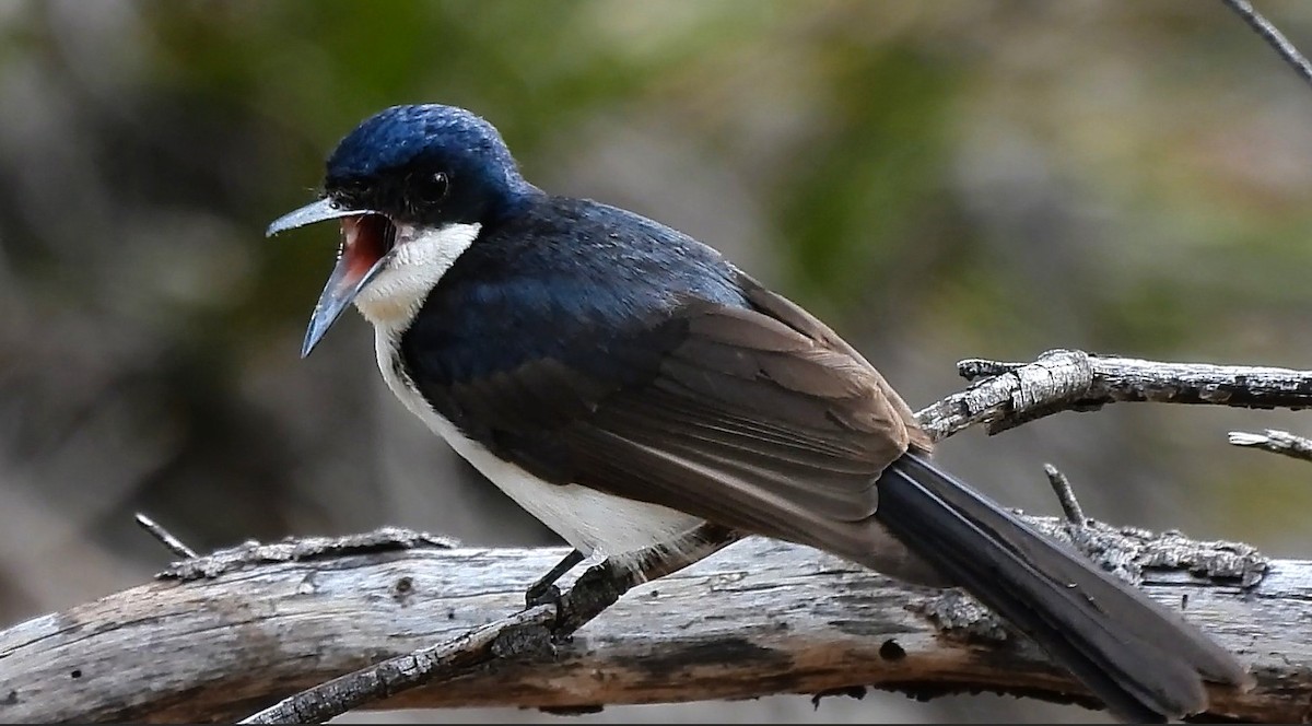 Restless Flycatcher - ML642689711