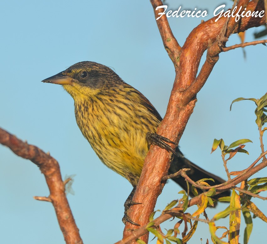 Unicolored Blackbird - ML642689713