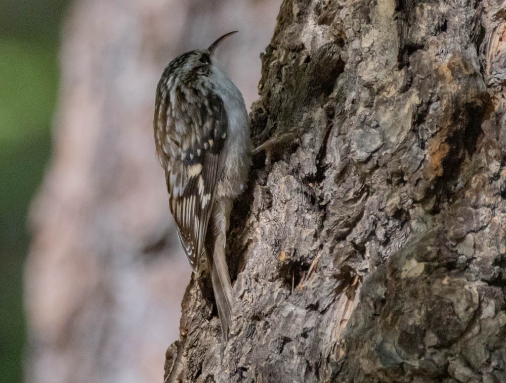 Brown Creeper - ML642689714