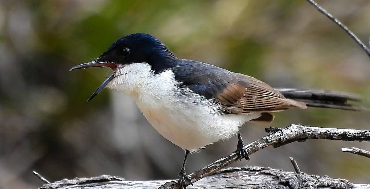 Restless Flycatcher - ML642689716