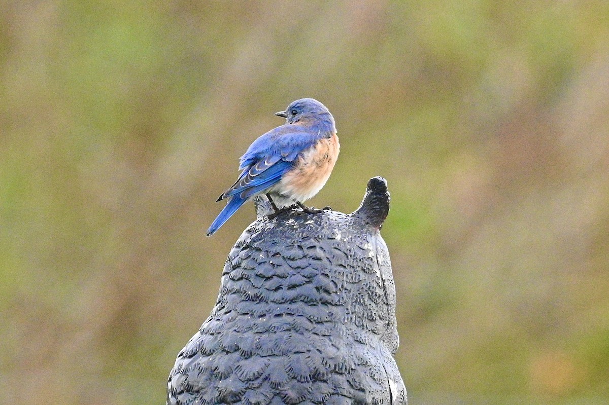 Eastern Bluebird - ML642689718