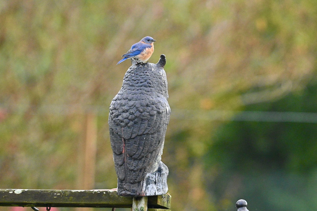 Eastern Bluebird - ML642689719