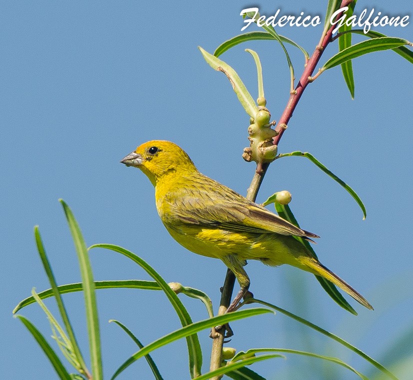 Saffron Finch - ML642689720