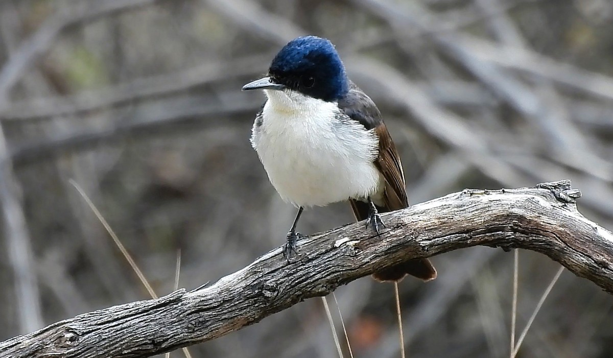Restless Flycatcher - ML642689721