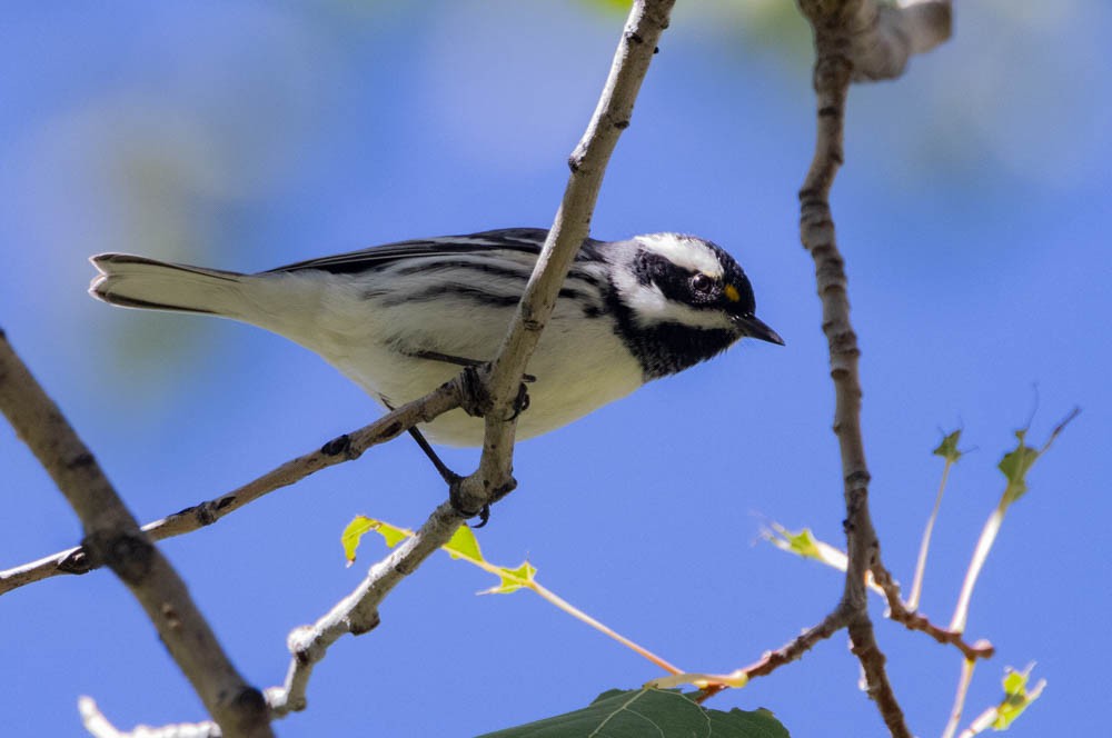 Black-throated Gray Warbler - ML642689727