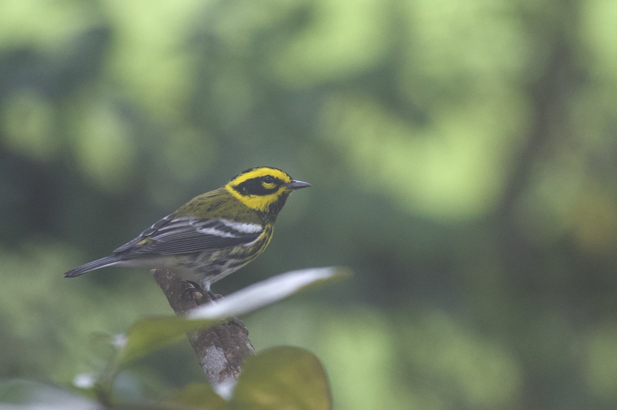 Townsend's Warbler - ML642689732