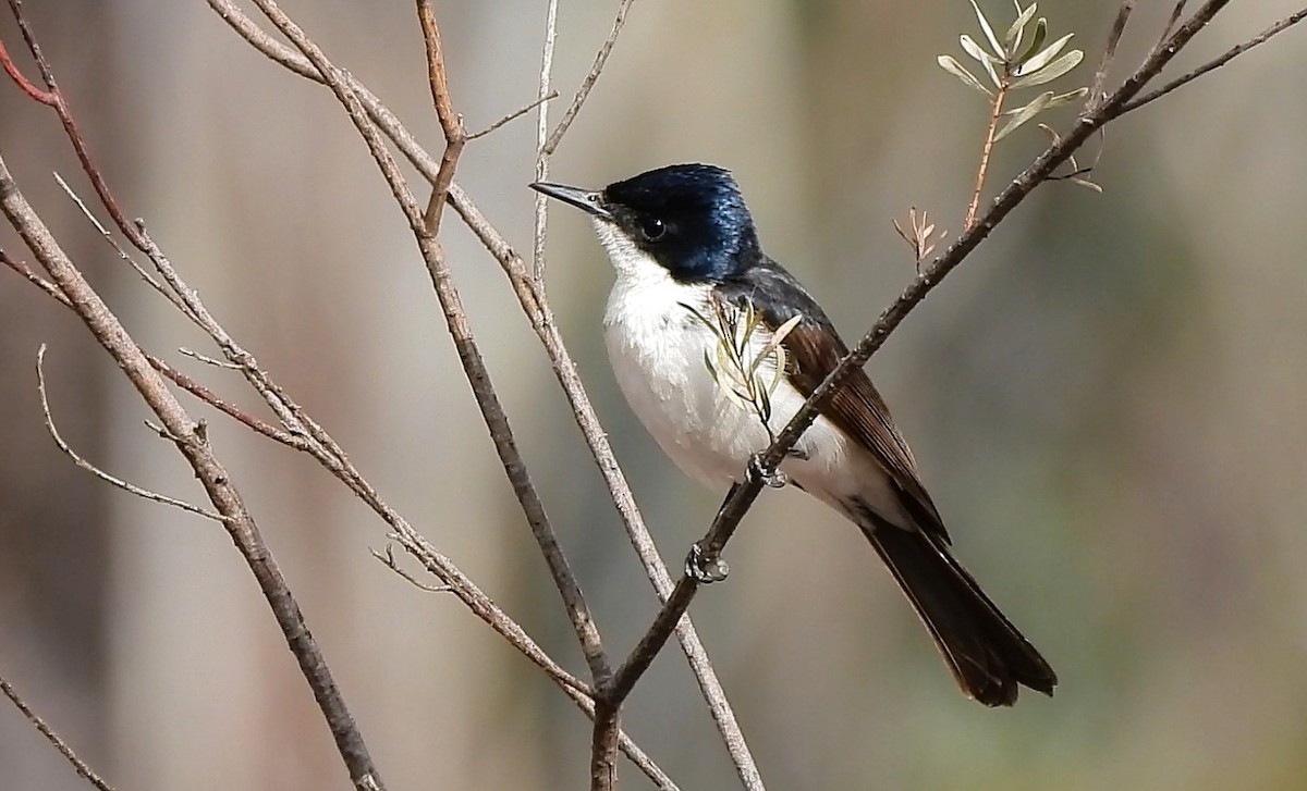 Restless Flycatcher - ML642689733