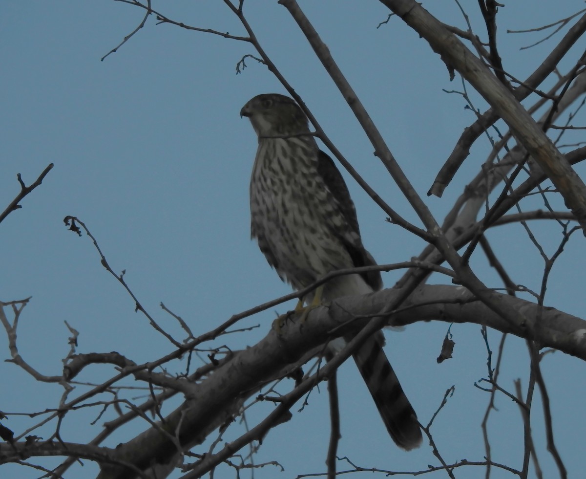 Cooper's Hawk - ML642689734