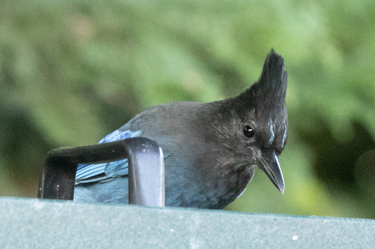 Steller's Jay - ML642689735