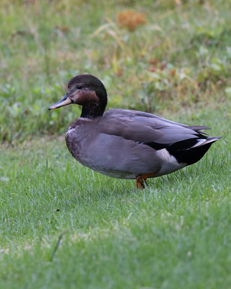 Gadwall x Mallard (hybrid) - ML642689736