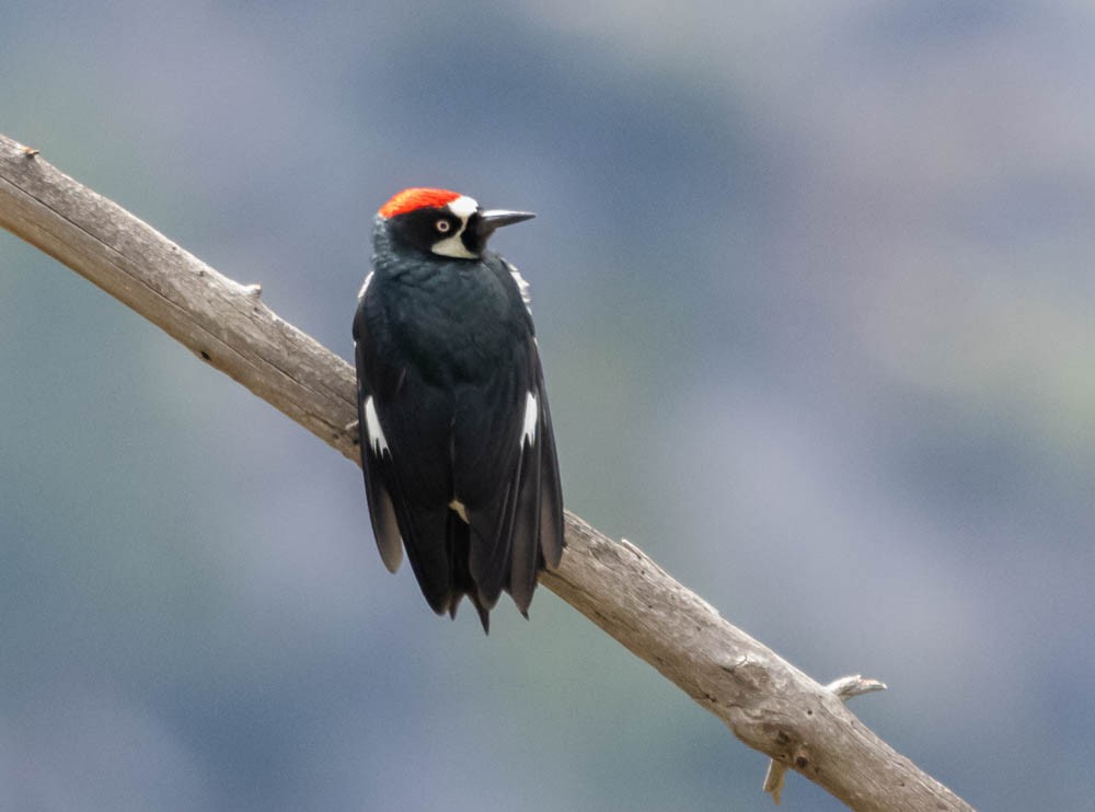 Acorn Woodpecker - ML642689743