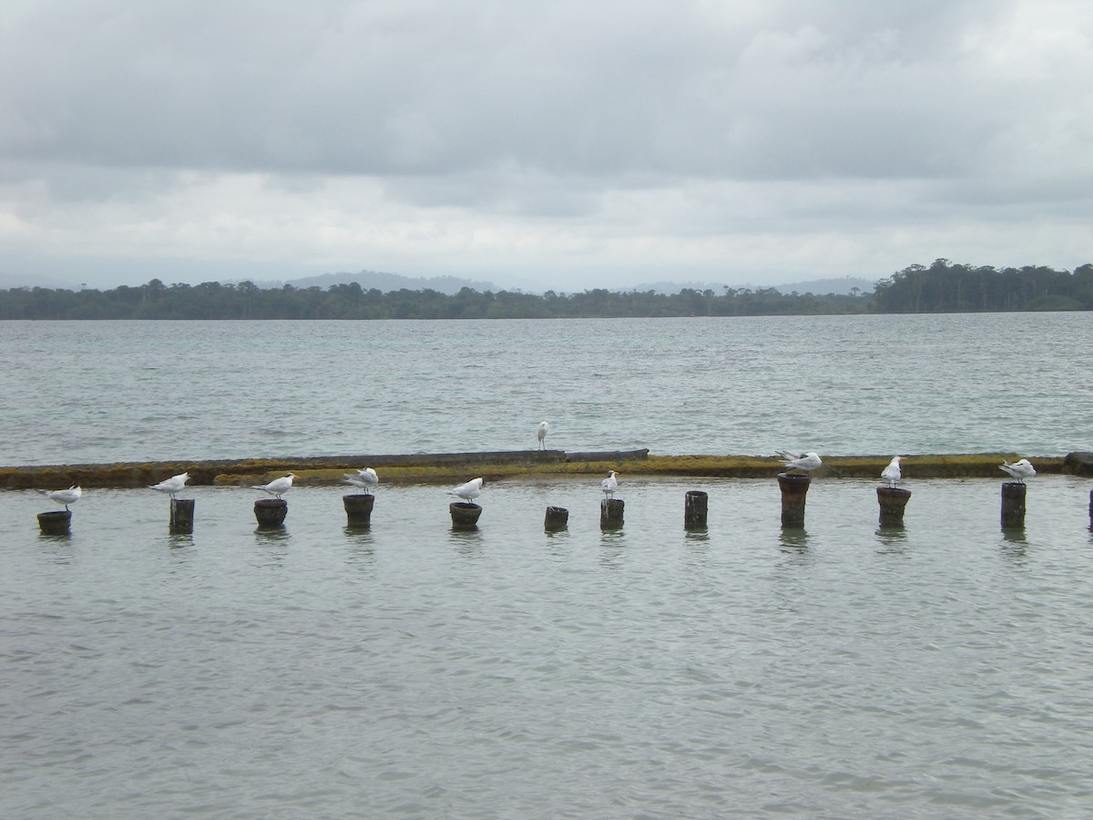 Königsseeschwalbe - ML642689744