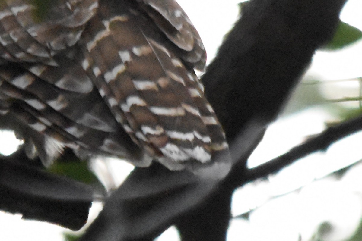 ニシアメリカフクロウ - ML642689751