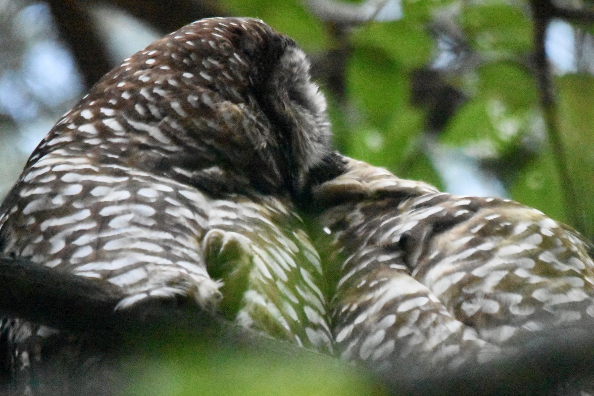 Spotted Owl - ML642689755