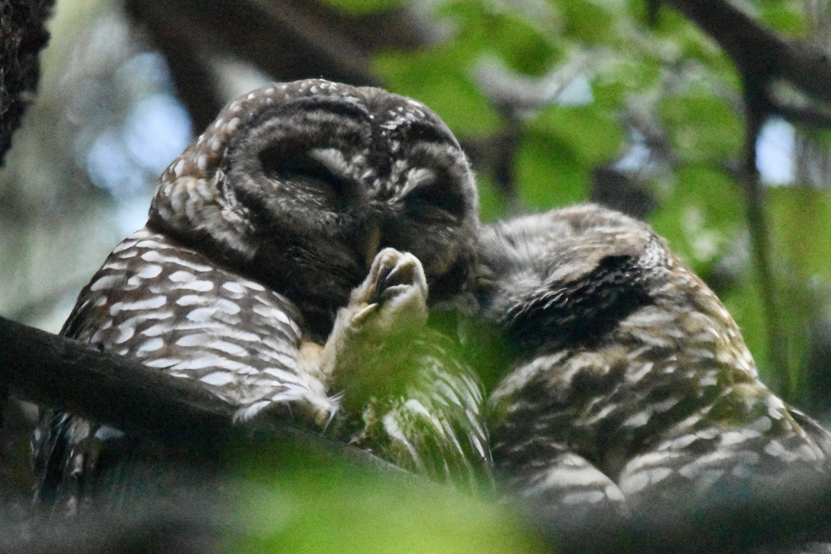 Spotted Owl - ML642689756