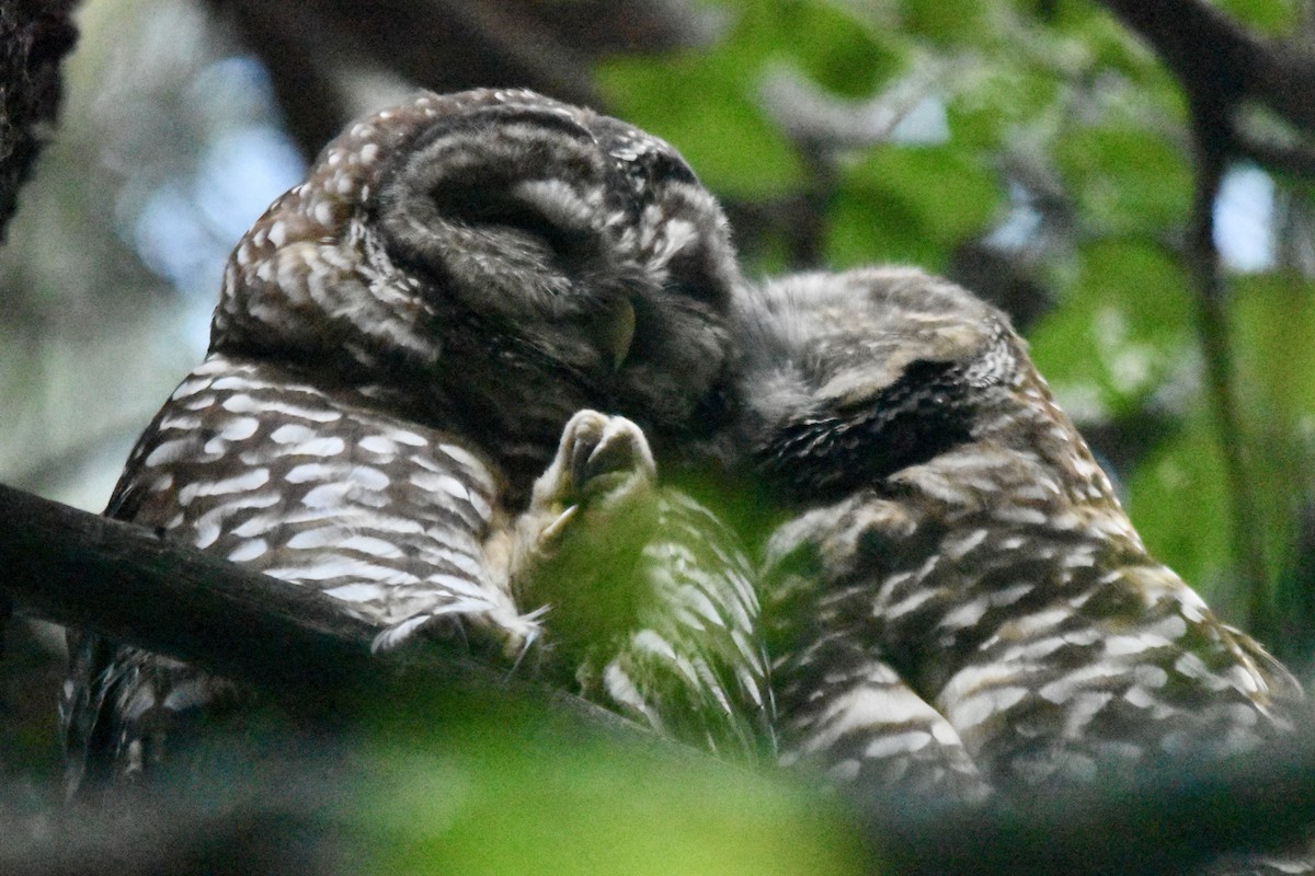 Spotted Owl - ML642689757