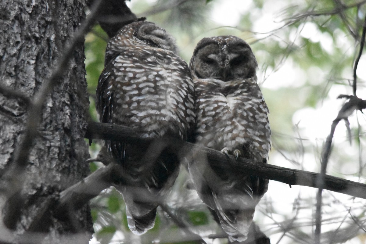Spotted Owl - ML642689758