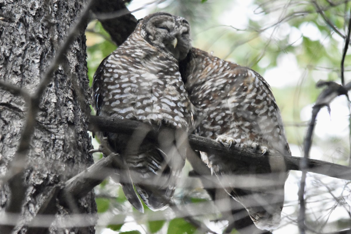 Spotted Owl - ML642689759