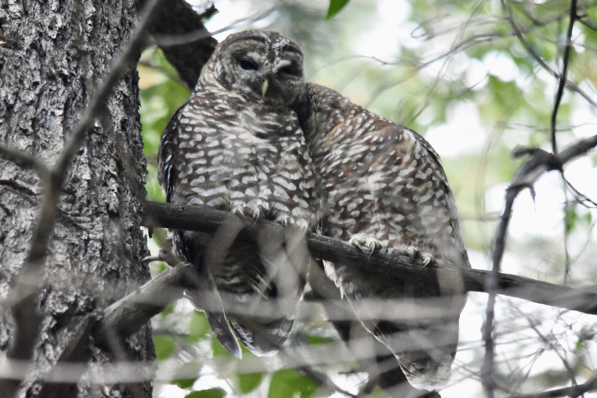 Spotted Owl - ML642689760