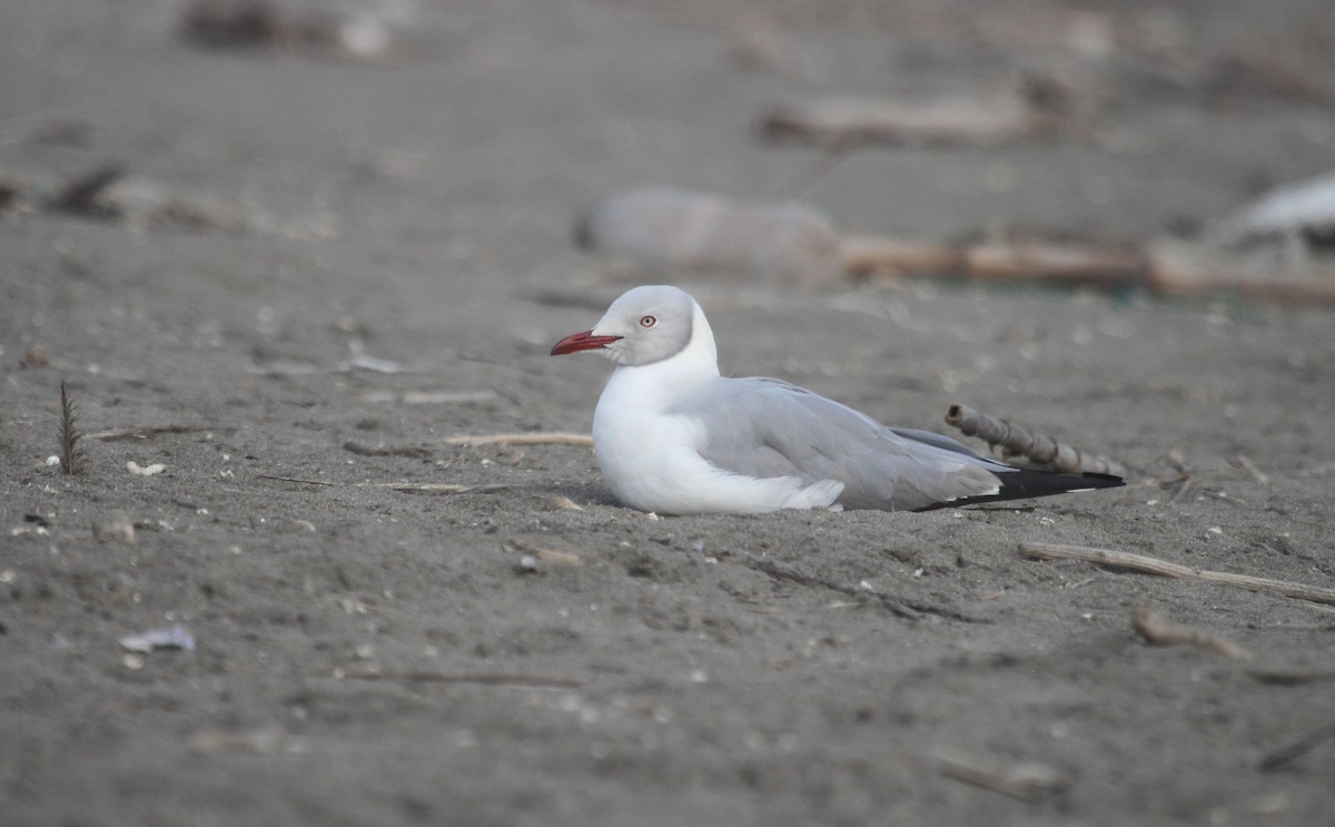 Gray-hooded Gull - ML642689763
