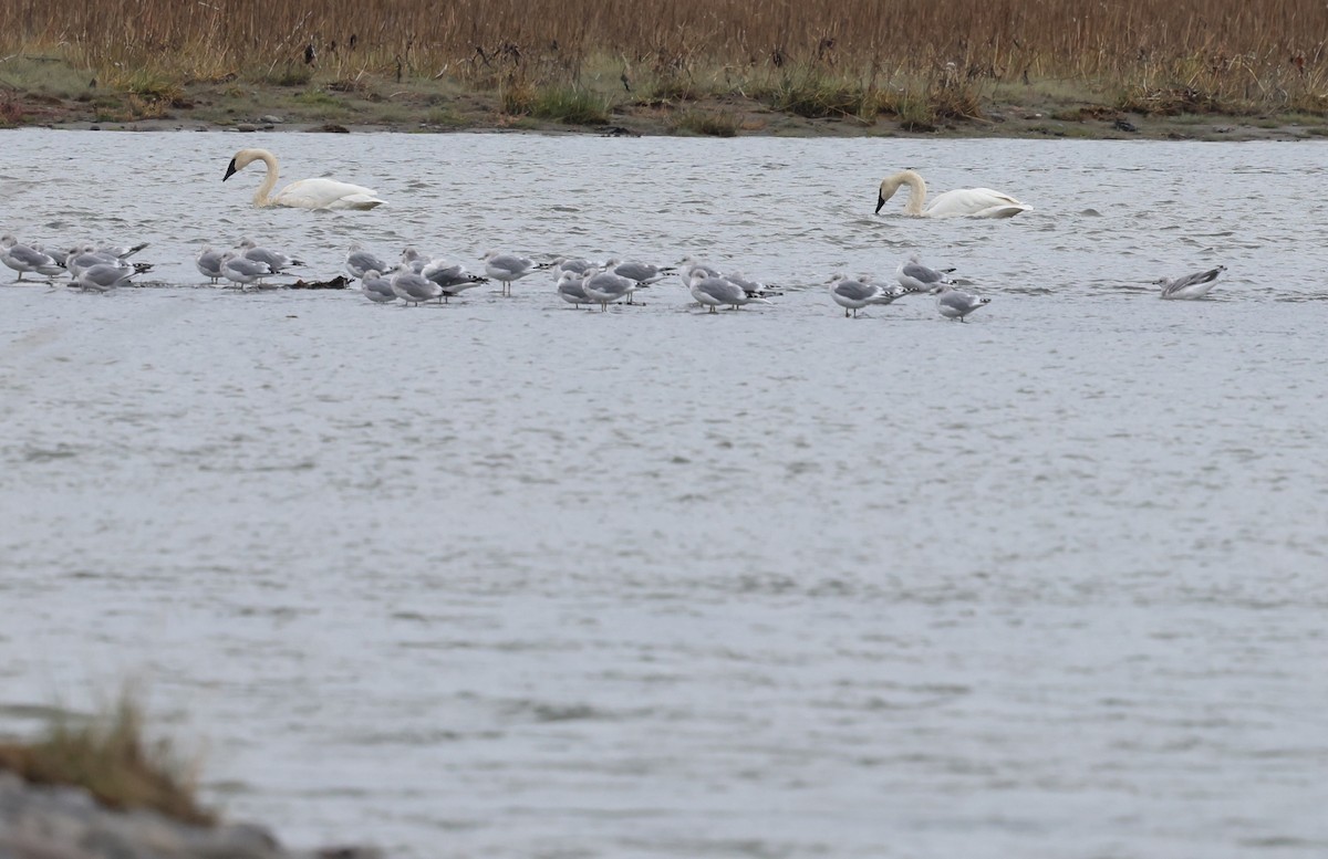 Trumpeter Swan - ML642689770